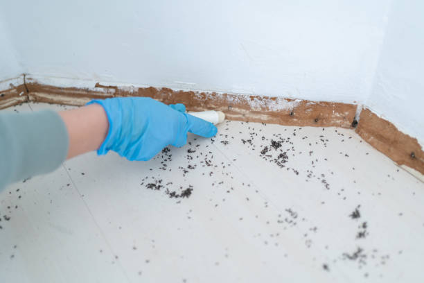 Trusted Rainbow, CA Pest Control Experts