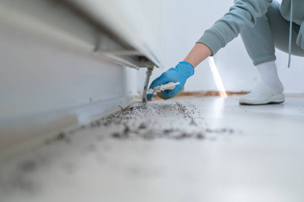 Best Affordable Pest Control Services  in Rainbow, CA